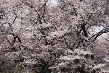 Gündüz kiraz çiçeği, arka plan görünümü 