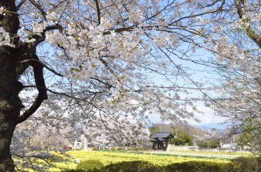 Bahar çiçeğinin güzel manzarası