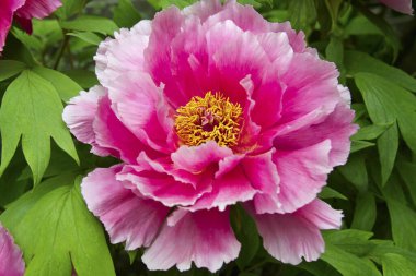 Güzel çiçekler, yakın görüş, doğa konsepti.