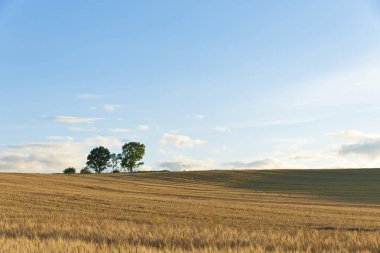 Yazın arka planda güzel bir gökyüzü olan buğday tarlası