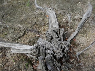 Kurumuş çatlamış zemin yüzeyine yayılan yıpranmış ağaç kütüğü