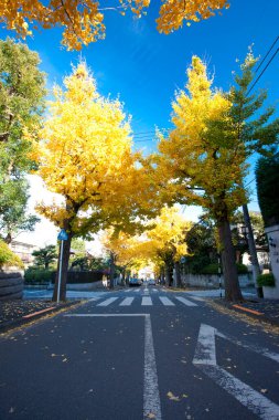 Ağaçlar ve yapraklarla dolu sonbahar manzarası