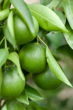 Ağaçtaki yeşil limonlar