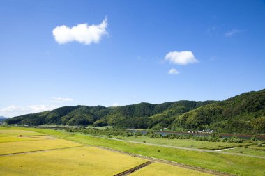 Çeltik pirinç tarlalarının hava manzarası