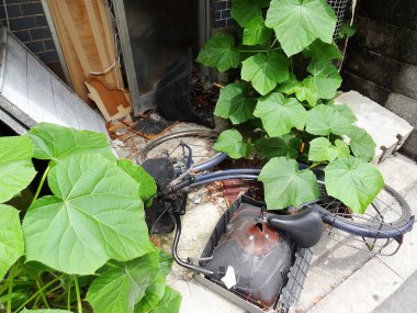 Terk edilmiş bisikleti kaplayan yeşil yapraklar.