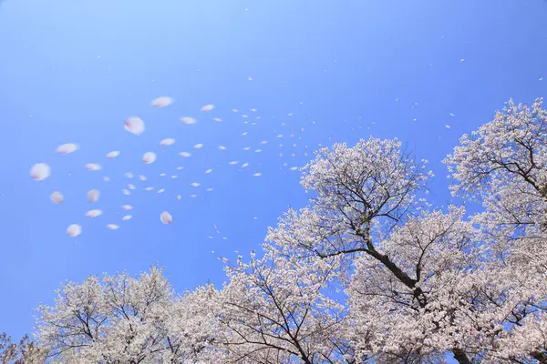 Живописный Снимок Цветущих Сакур Холмах Зеленого Парка Японии — стоковое фото