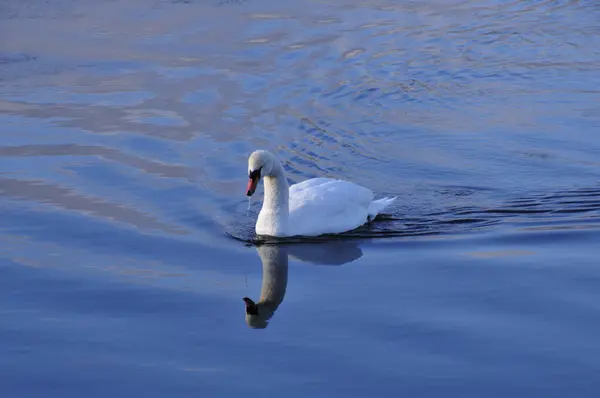 Güzel Beyaz Kuğu Suda Yüzme — Stok fotoğraf