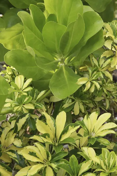 Una Planta Verde Con Hojas Amarillas Jardín —  Fotos de Stock