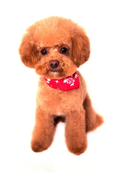 Dog Red Bandanna — Stock Photo, Image
