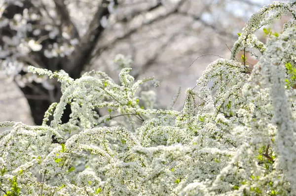 Vista Panorámica Naturaleza Hermosas Flores Que Florecen Parque Primavera —  Fotos de Stock