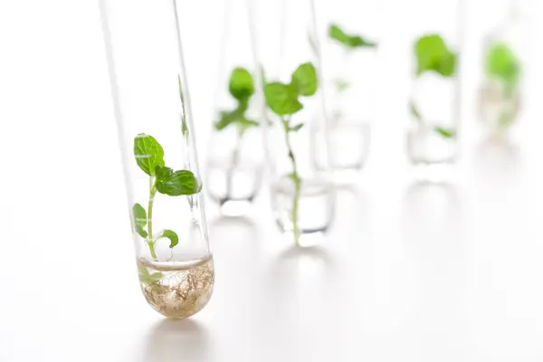 Growing Seedlings Plants Glass Tubes Laboratory Glassware Biotechnology Reserch — Stock Photo, Image