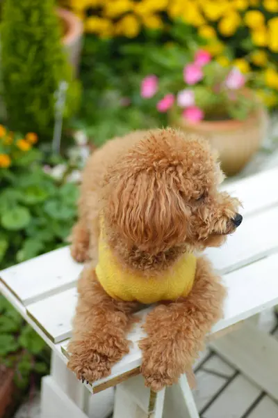 庭のベンチに座っている犬 — ストック写真