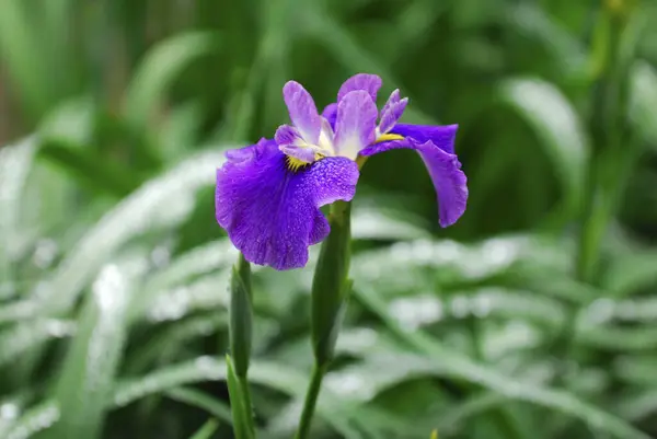 一种紫色的花 上面有水滴 — 图库照片