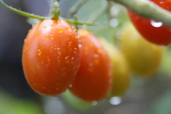 Close View Fresh Tomatoes Water Drops Vine — Stock Photo, Image