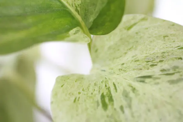 ハウスプラントの緑の葉 クローズアップビュー — ストック写真