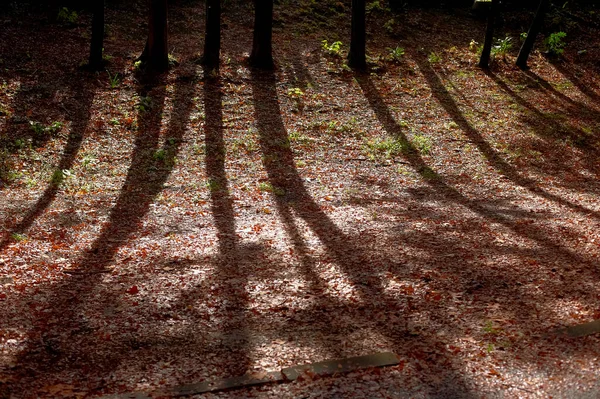 Stíny Stromů Parku Ránu — Stock fotografie