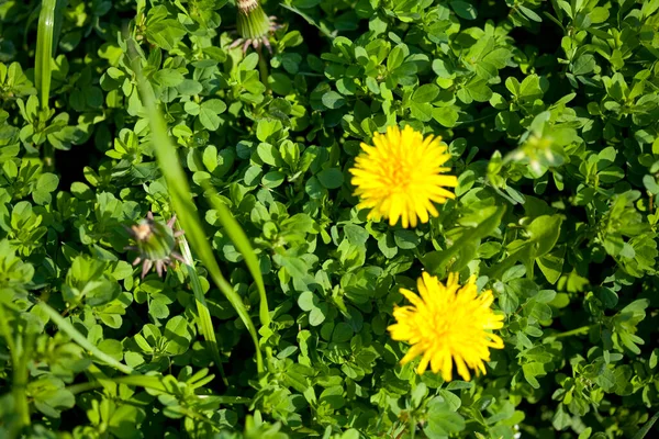 Yellow Dandelions Green Meadow Summer — Stock Photo, Image