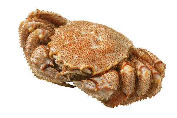Raw Crab Isolated White Background — Stock Photo, Image