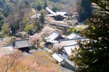 Geleneksel Japon binaları çiçek açan kiraz ağaçlarının arasına kurulmuş.