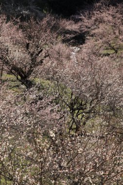 Kiraz çiçekleri ve çiçekler güzel bir arka plan. 