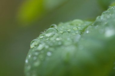 Çiy damlalı yeşil yaprak