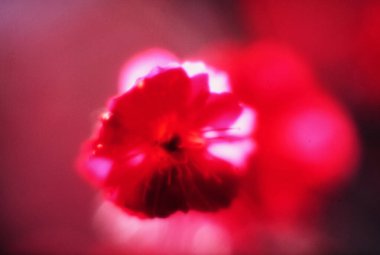 Bulanık arkaplanı olan kırmızı bir çiçek