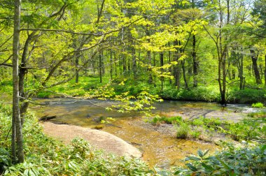 Ağaçlarla dolu bir ormanın içinden akan bir dere.
