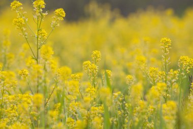 Bahçede açan sarı çiçekleri kapat.
