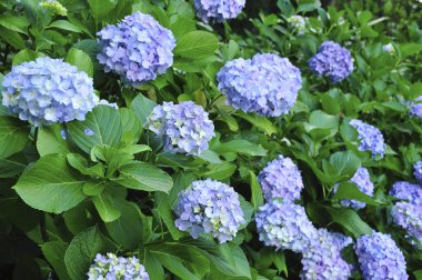 Bahçede çiçek açan güzel ortanca çiçekleri