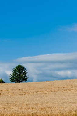 Buğday tarlasında yalnız bir ağaç.