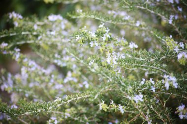 İsrail 'de Akdeniz' in çiçekleri