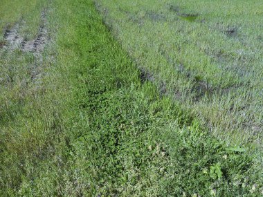 Yazın yeşil alanda doğa arka planında