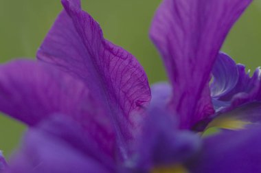 Bahçedeki mor bir iris çiçeğine yaklaş.