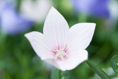 Bahçedeki güzel beyaz çiçeğe yaklaş.       