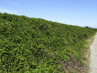 Yoldaki yeşil çalılar