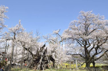 Bahar çiçeğinin güzel manzarası
