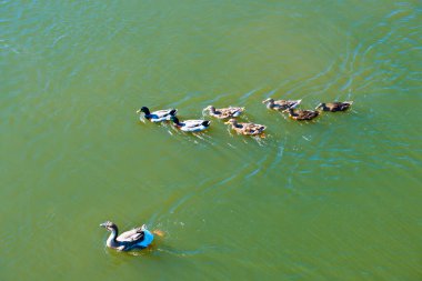 Ördekler nehirde yüzer.