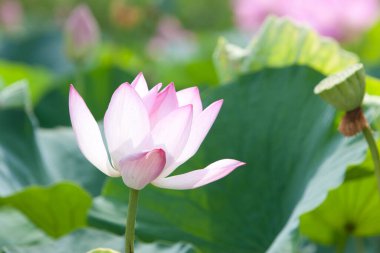 Gölde pembe nilüfer çiçekleri 