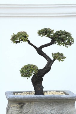 Tencerede yeşil bonsai ağacı