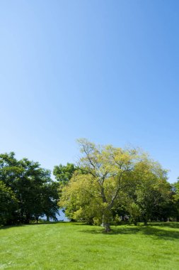 Yeşil ağaçlı bir park.