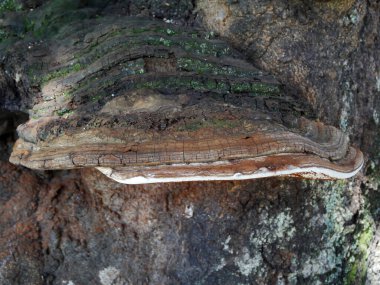 Fungus growing on tree bark