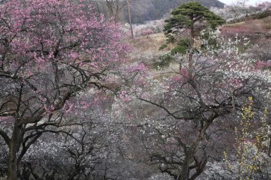 Parkta beyaz ve pembe çiçekli güzel ağaçlar          