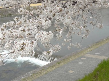 Kiraz çiçekleriyle parkın güzel manzarası