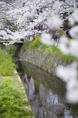 Park 'ta kiraz çiçekleri, Japonya 