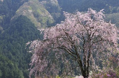 Güzel kiraz çiçekleri sakura