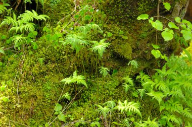 Bir yosunlu ağaç gövdesi.