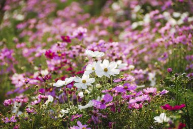 Bahçedeki güzel çiçekler