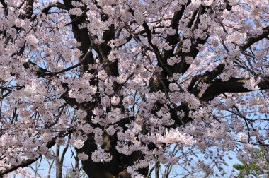 Gündüz kiraz çiçeği, arka plan görünümü 