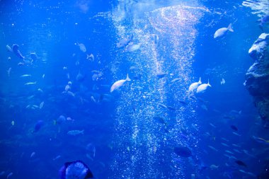 Akvaryumdaki güzel tropikal deniz balıklarının sualtı manzarası