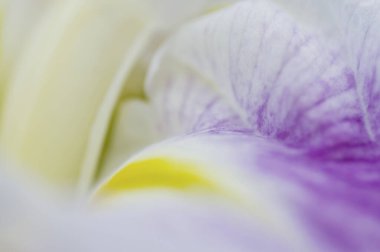 Güzel çiçek arkaplanını kapat.